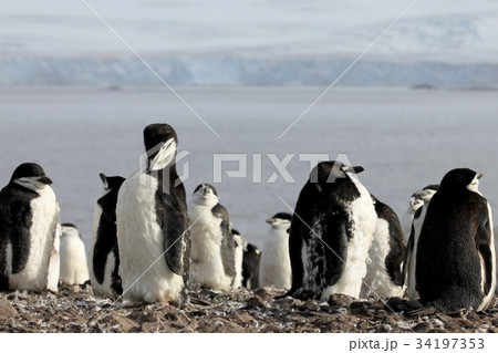 Wild chinstrap penguins, Antarctica 34197353