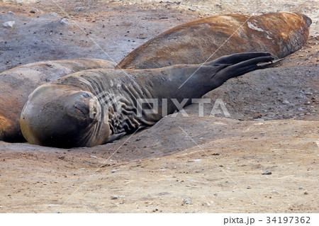 Elephant Seals, Mirounga Leonina, Antarctica 34197362