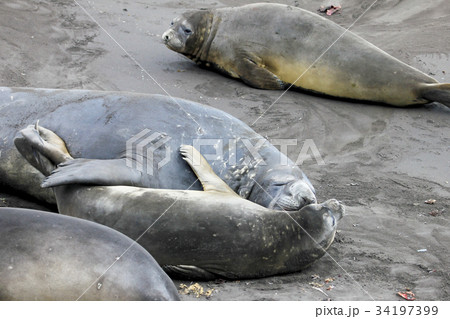 Elephant Seals, Mirounga Leonina, Antarctica 34197399