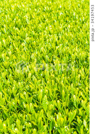 静岡県の茶畑 静岡県の茶畑 34197453