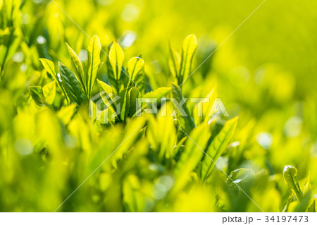 静岡県の茶畑 34197473