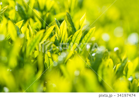 静岡県の茶畑 34197474