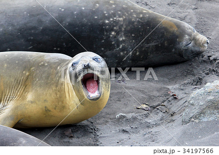 Elephant Seals, Mirounga Leonina, Antarctica Elephant Seals, Mirounga Leonina, Antarctica 34197566