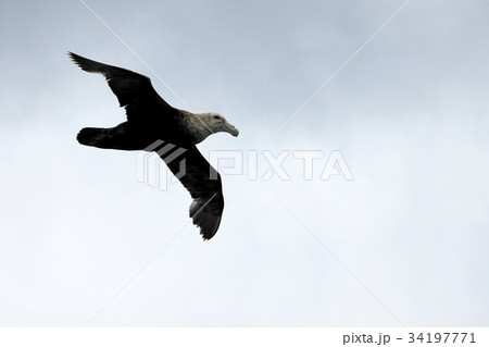 Southern giant petrel flying in the skies of 34197771