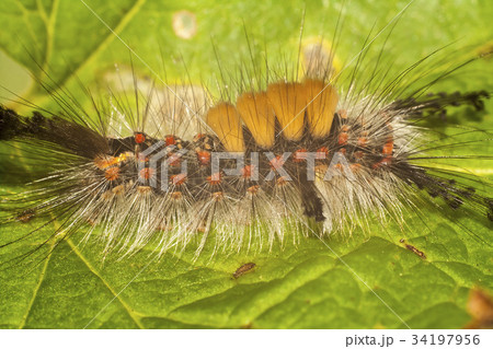 big, hairy caterpillar big, hairy caterpillar 34197956