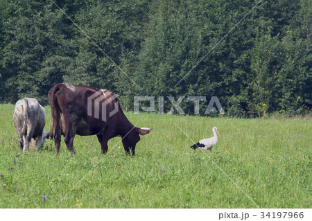 cow and stork cow and stork 34197966