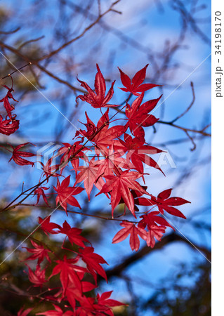鶴嶺八幡宮 神奈川県茅ヶ崎市 紅葉 鶴嶺八幡宮 神奈川県茅ヶ崎市 紅葉 34198170