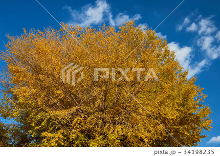 鶴嶺八幡宮　神奈川県茅ヶ崎市　紅葉　 34198235