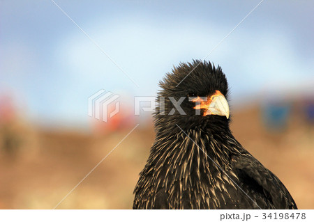 Striated Caracara, phalcoboenus australis 34198478