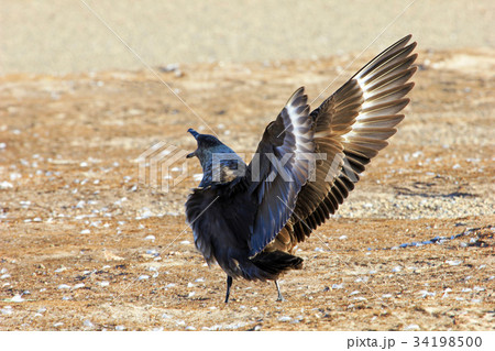 Great Skua, stercorarius skua, Falkland Islands Great Skua, stercorarius skua, Falkland Islands 34198500