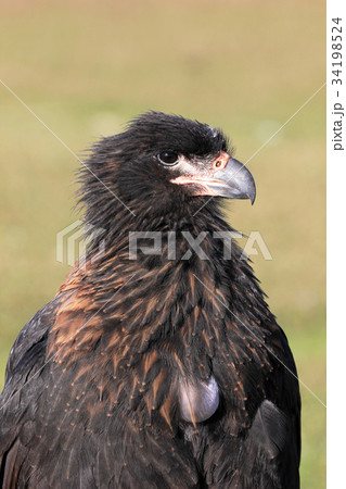 Striated Caracara, phalcoboenus australis 34198524