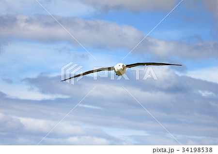 Flying Black Browed Albatross, thalassarche 34198538