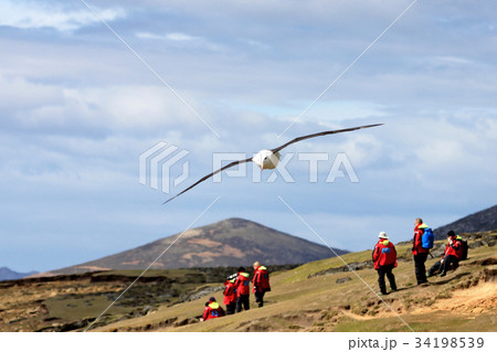 Black Browed Albatross flying over people 34198539