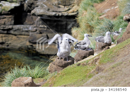 Black Browed Albatross, thalassarche melanophris 34198540