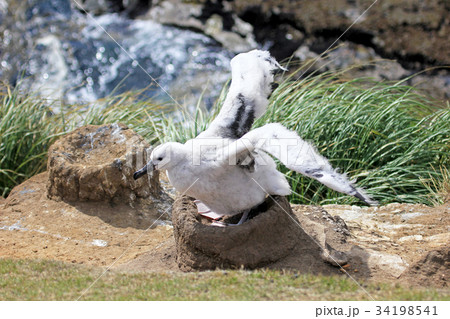 Black Browed Albatross, thalassarche melanophris 34198541