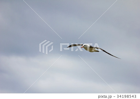 Flying Black Browed Albatross, thalassarche 34198543