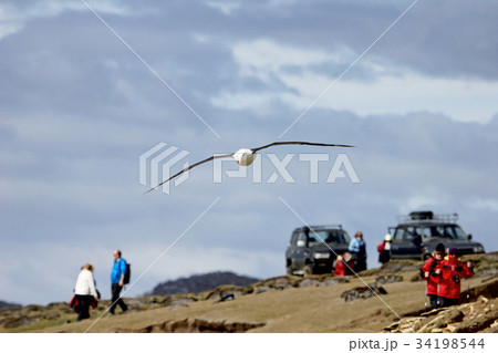 Black Browed Albatross flying over people 34198544