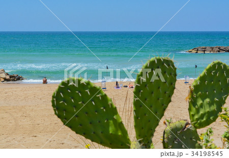 Prickly pear cactus at beach of the Mediterranean 34198545