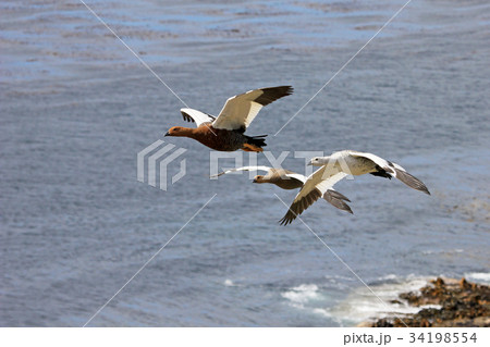 Flying Kelp Geese, Falkland Islands 34198554