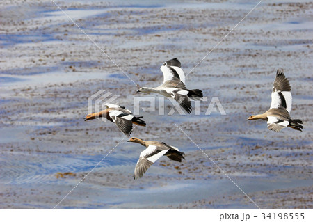 Flying Kelp Geese, Falkland Islands 34198555