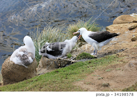Black Browed Albatross, thalassarche melanophris 34198578