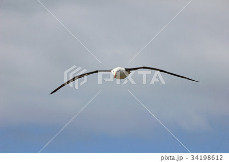Flying Black Browed Albatross, thalassarche 34198612