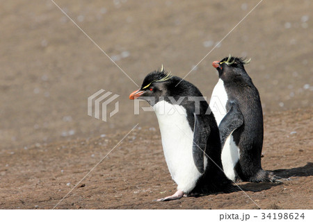 Rockhopper penguin, Falkland Islands 34198624