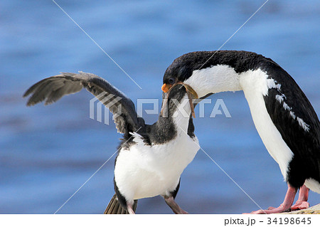 Imperial Shag Cormorant, phalacrocorax atriceps 34198645
