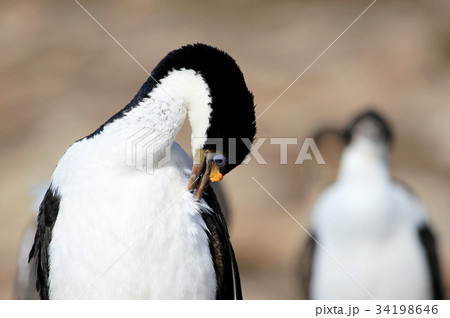 Imperial Shag Cormorant, phalacrocorax atriceps 34198646