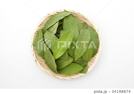 グァバの葉 34198874