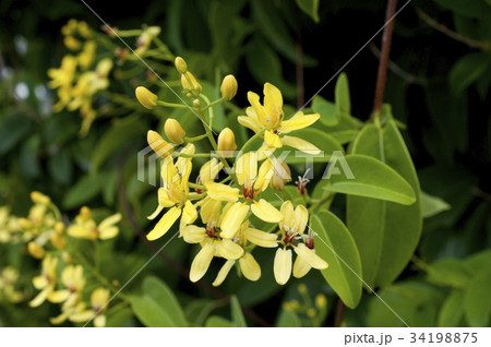 コウシュンカズラ（恒春葛） 34198875