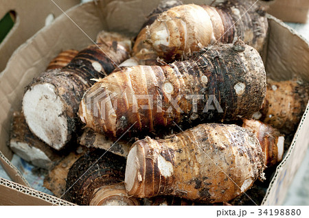 チンヌク 沖縄の里芋 の写真素材