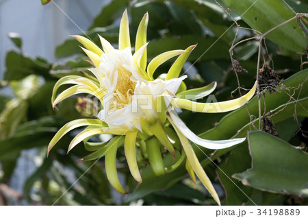 ドラゴンフルーツの花 34198889