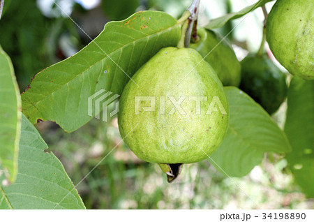 グァバ グァバ 34198890