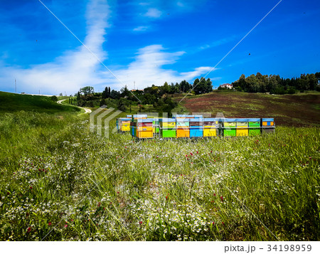 bee in the grass bee in the grass 34198959