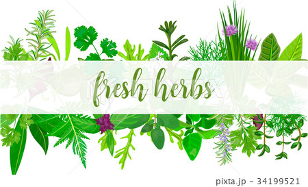 Fresh Realistic herbs and flowers with text 34199521