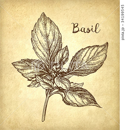 Basil Ink Sketchのイラスト素材