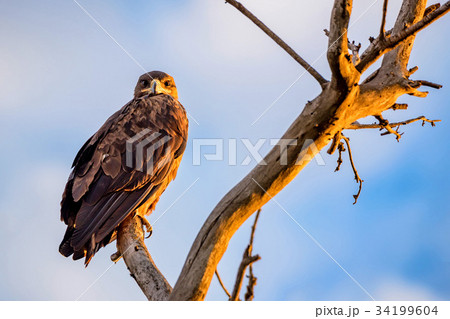 Steppe eagle or Aquila nipalensis sits on a tree 34199604