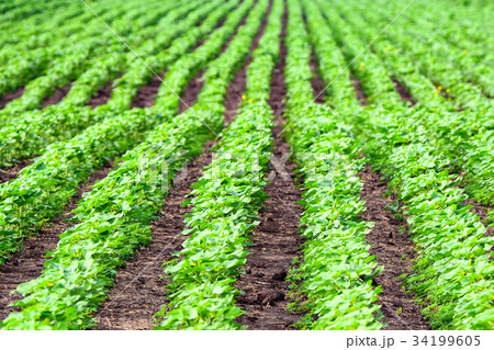 Filed with sprouts of Helianthus or sunflower 34199605