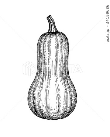Ink sketch of butternut squash Ink sketch of butternut squash 34199686