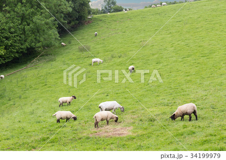 Idillic landscape with sheep, lambs, ram 34199979