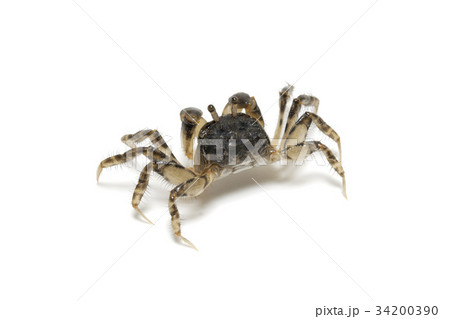コメツキガニ 34200390