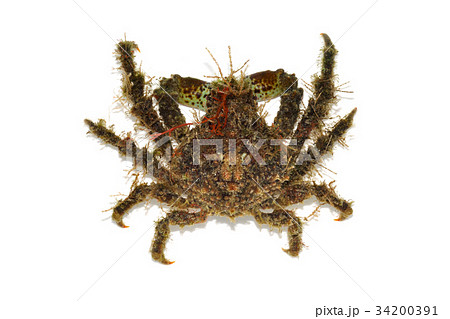 イソクズガニ イソクズガニ 34200391
