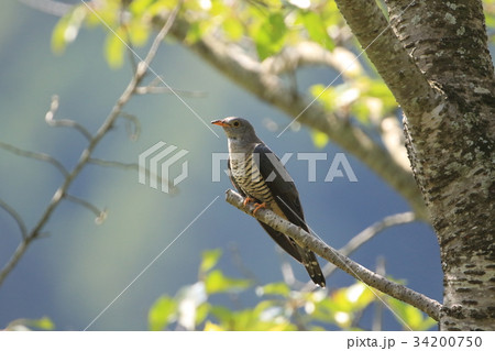 ツツドリ 34200750