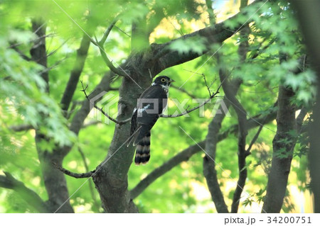 ジュウイチ 34200751