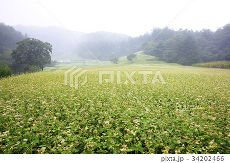 ソバ畑 清州市 忠清北道 34202466