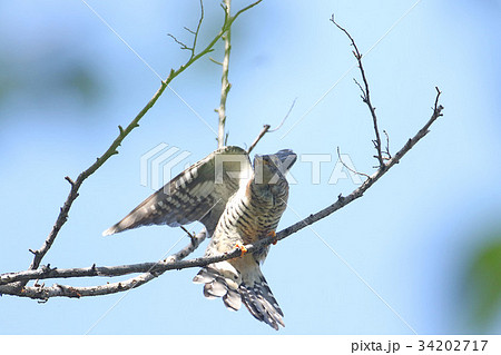 ツツドリ 34202717