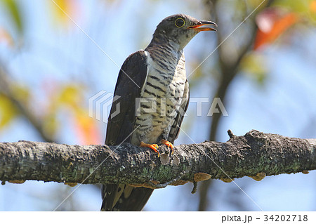 ツツドリ 34202718