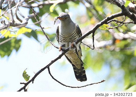 ツツドリ 34202725