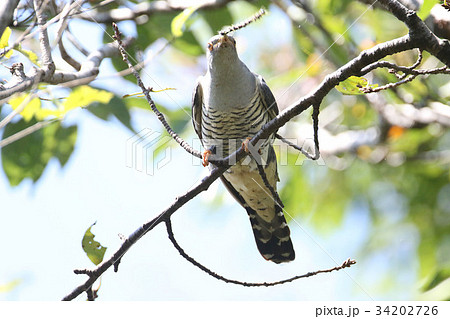 ツツドリ 34202726